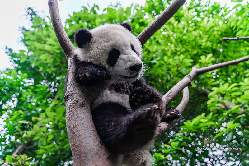 Заповедник изучения и разведения больших панд в Чэнду / Фото из Китая