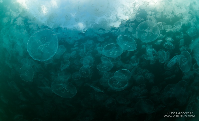 Залив медуз, Раджа-Ампат, Индонезия / Фото из Индонезии