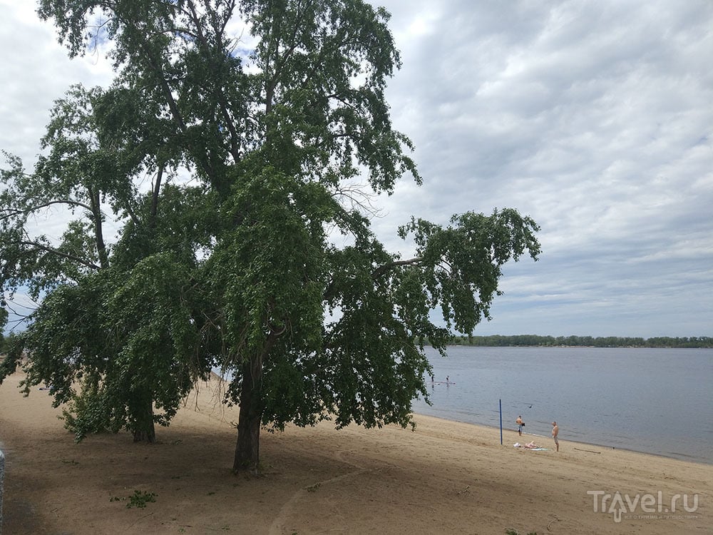 Огромное дерево посреди песчаного пляжа / Фото из России