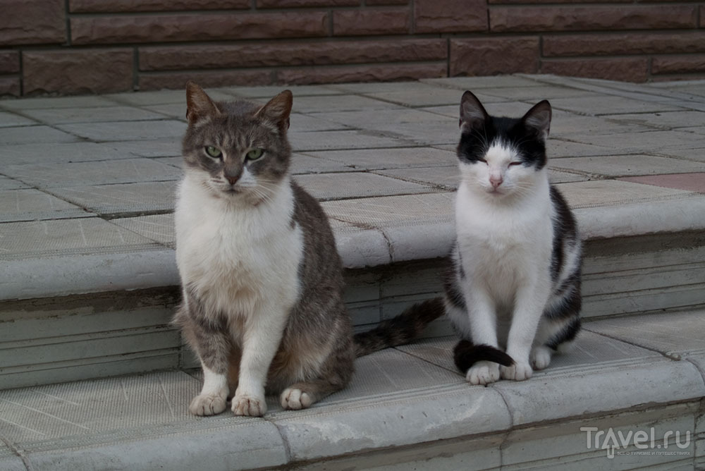Адыгейские коты / Фото из России