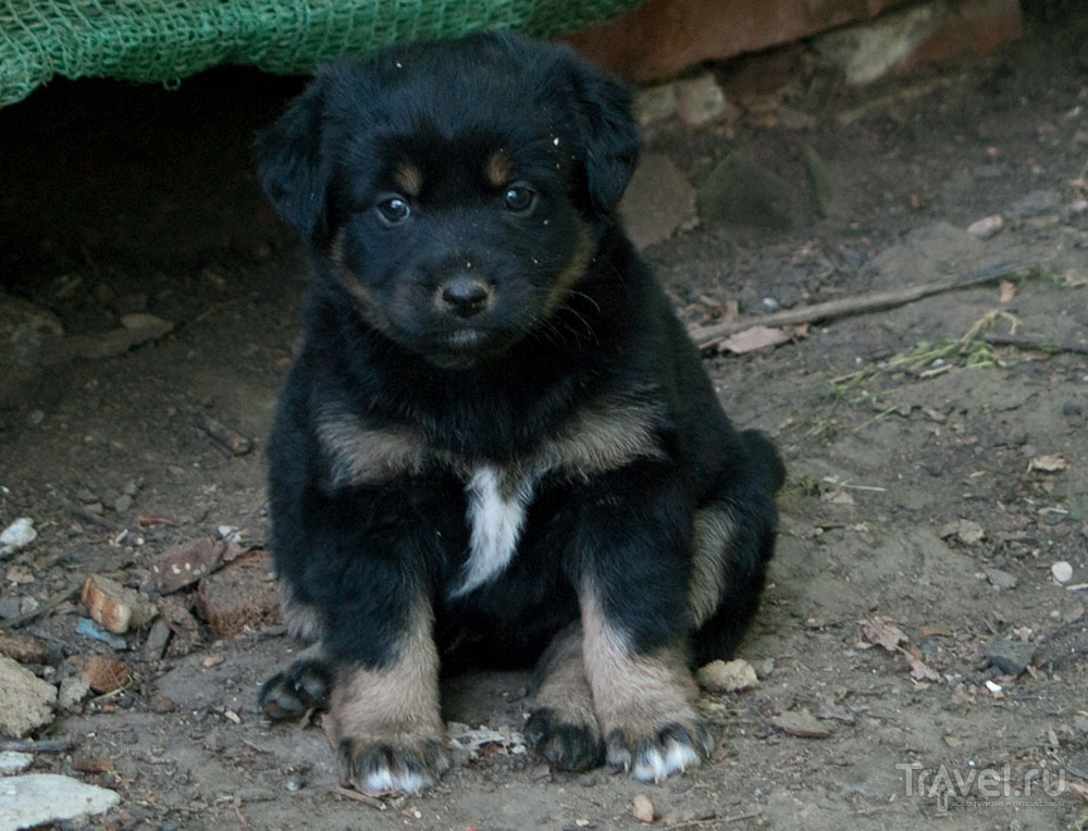 Няшный щенок, откормленный туристами / Фото из России