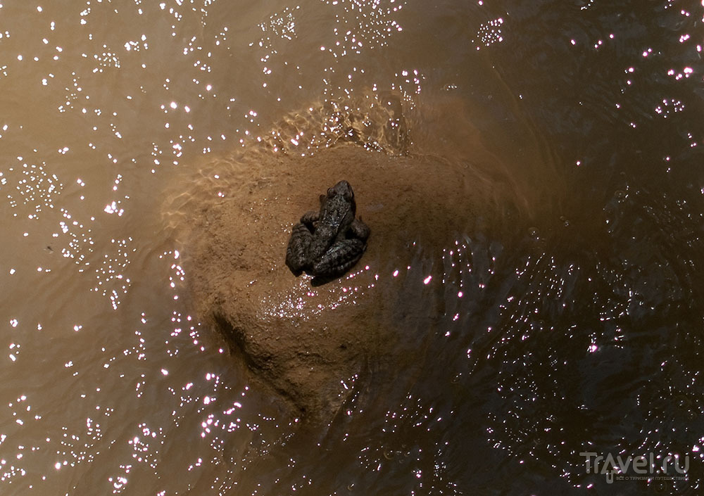 Жаба любуется на водопад Руфабго / Фото из России
