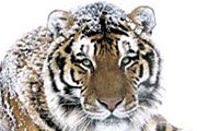 Сибирский тигр. Фото: vitposter.com