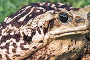 Тростниковая жаба. Фото: wikipedia.org