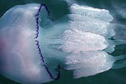 Медуза. Фото: АМИ-ТАСС