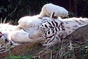 Белые тигры. Фото: Твой Таиланд
