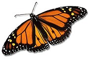 Бабочка-монарх. Фото: wikipedia.org