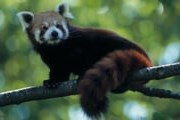 Красная панда. Фото: GettyImages