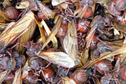 Широкозадые  муравьи. Фото: hormigasculonas.com