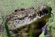 Крокодил. Фото: Reuters