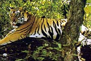 Бенгальский тигр. // nature.worldstreasure.com