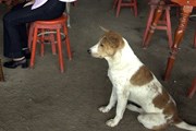 Собак охотно пускают в большинство ресторанов Портленда. // photo.net