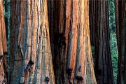 Дерево принадлежит к виду "секвойядендрон гигантский". // terragalleria.com