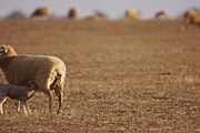 Австралийские овцы на пастбище. // GettyImages