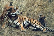 Бенгальские тигры. // geo.lgg.ru