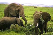 Национальный парк Amboseli в Кении // de.geocities.com