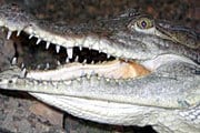В Нил вернулись крокодилы. // ekzotika.com