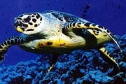 На Галапагосах водятся уникальные водные черепахи. // GettyImages