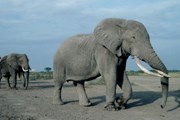 Слоны обычно не нападают на людей. // GettyImages