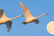Ежегодно на озеро Лебединое прилетают на зимовку 250-300 лебедей. // GettyImages