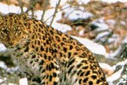 Дальневосточный леопард. // fegi.ru