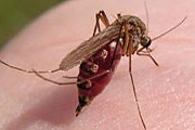 От комаров страдают геологи, нефтяники и олени. // ИТАР-ТАСС