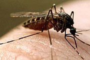 Теперь комары туристам не страшны. // zooex.baikal.ru