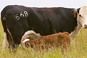 Доить корову – чем не отдых? // agcom.okstate.edu