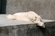 Белые медведи останутся в открытых вольерах. // GettyImages