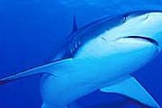 Акулы в Адриатическом море стали редким видом. // beseder.co.il