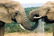 В парке будут обитать от 20 до 30 слонов. // MIGnews.com