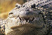 На 9 жителей Флориды приходится 1 крокодил. // GettyImages