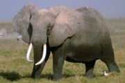 Слоны в США становятся редкостью. // Google.com