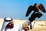 Соколиная охота в ОАЭ очень популярна. // foto.qatar.ru