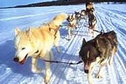 Эссо известно как место старта  весенней гонки на собачьих упряжках. // e-xpedition.ru