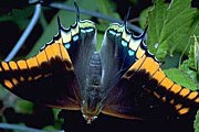 Бабочек в Португалии сохранят для потомков. // butterflywebsite.com