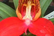 Новый вид орхидеи обнаружен в Южной Африке. // orchidorama.free.fr