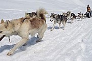 Езда на собачьих упряжках очень популярна в Италии. // hoteldolomiti.it