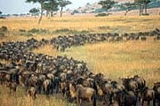 1,5 млн антилоп гну мигрируют, преодолевая огромные расстояния. // otpusk.com