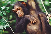 Остров-заповедник всегда открыт для путешественников, интересующихся жизнью шимпанзе. // sciam.ru