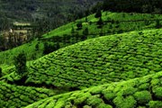 Чайная плантация в Керале. // pixelmaze.ca