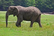 Во Вьетнаме на туриста напал слон. // static.flickr.com