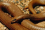 Коричневая змея стала причиной гибели подростка в Сиднее. // kingsnake.com