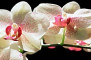 Новейшие сорта орхидей будут представлены на фестивале. // GettyImages