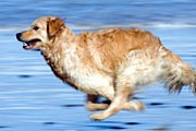 Собаки, проживающие на Кипре или прибывшие с туристами, смогут отдохнуть на пляже. // GettyImages