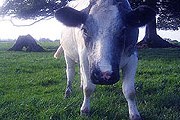 Синие коровы – уникальная порода. // bbc.co.uk