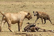 Ранее туристы видели гиен только в национальных парках Кении. // olevka.photosight.ru