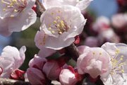 В Болгарии расцвели вишни и абрикосы. // go-to.jp