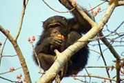 Сенегальский шимпанзе // Lenta.ru