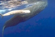 Кашалот - крупнейший зубатый кит. // floranimal.ru